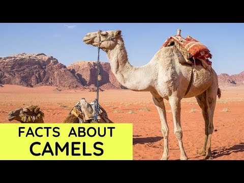 Camel Facts for Kids | Interesting Amazing Facts about Camels for Children