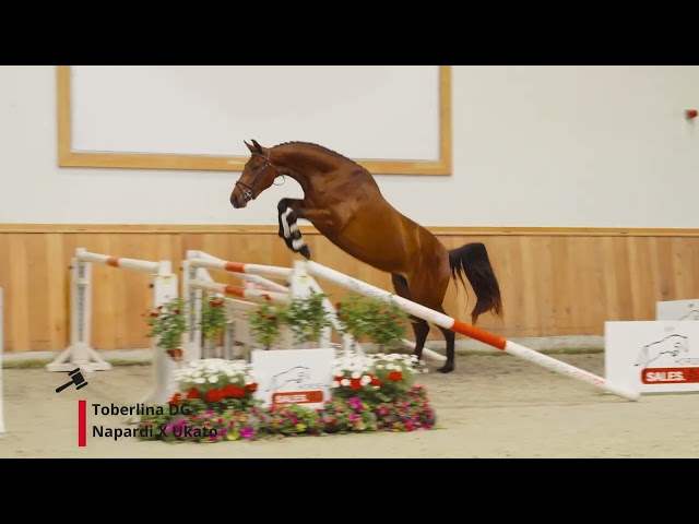 Toberlina DG (Napardi x Ukato)
