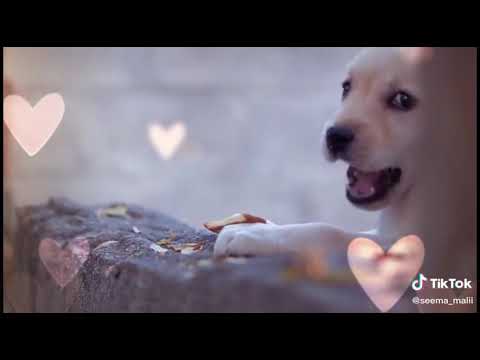 Jitini ada utni wafa tum mile