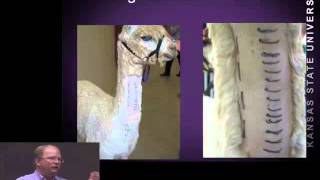 Handling, Restraint, and Field Anesthesia of Camel