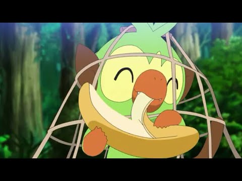 Grookey cute moments.(ep 76)