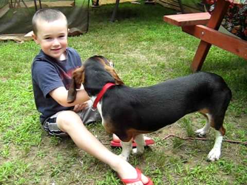 Abby, an adopted Basset Hound in Northwood, NH_image-1