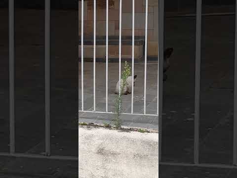 Vídeo de Bolinha