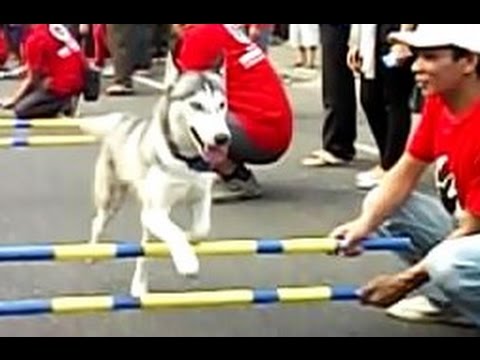 GORGEOUS Dogs in Jumping Parade - KLUB ANJING - Festival Kesenian Yogyakarta - Pawai Budaya FKY [HD]