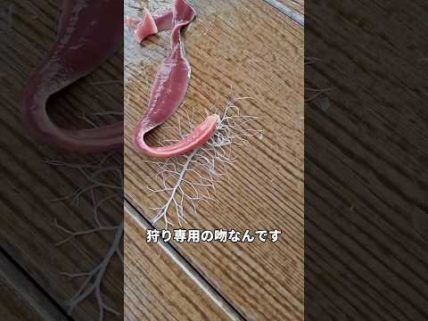 絶対に触ってはいけない生き物を触ってみた結果
