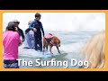 This Famous Surfing Dog Rides The Wave To Helping Others