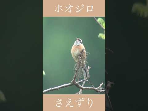 トウモロコシホオジロ (Emberiza calandra)