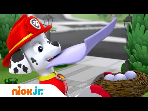 Capa de Patrulha Canina | Será que a Patrulha Canina Acha o Pássaro que Sumiu? 🕊 | Nick Jr. em Português