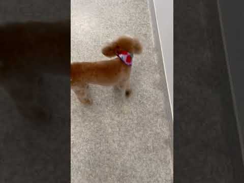 経営学科 トリミング直後のトイプードル　8ミリのベアカット　# #toypoodle #puppy  #トリミング