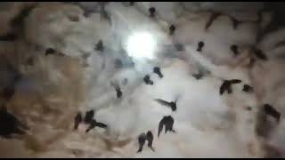 Download lagu suara asli koloni Walet di goa mp3 Download lagu suara asli koloni Walet di goa mp3