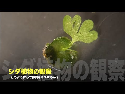 ダチョウのシダ 植物