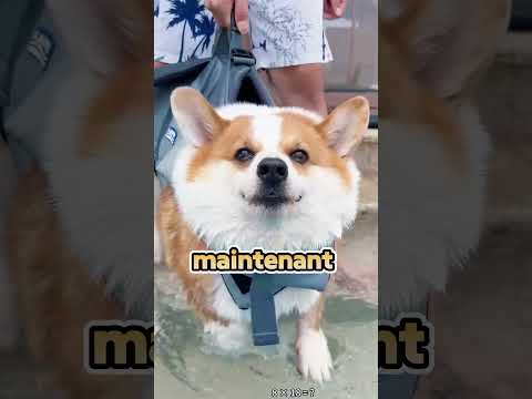 Corgi panique dans la piscine – “c'est le Pacifique !” 🐶💦😂