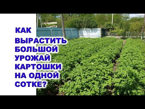 , title : 'Как вырастить большой урожай картошки на одной сотке?'