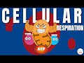 Cellular Respiration How Do Cells Get Energy