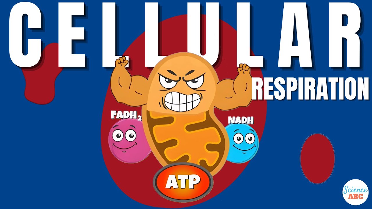 Why do cells get rid of waste products? Tipseri