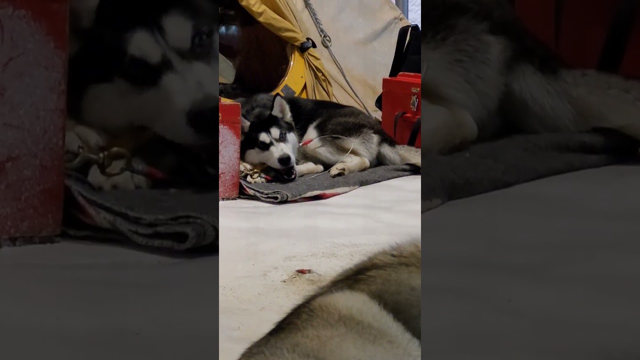 YouTube Short thumbnail