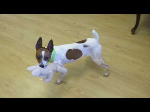 Jack, an adopted Jack Russell Terrier in High Point, NC_image-1
