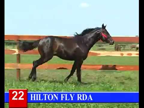 2014-GRAN REMATE HARAS RINCON DEL AGUARA - LOTE 22 - HILTON FLY RDA