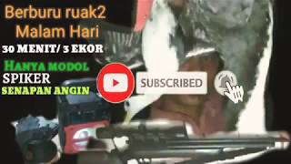 Download lagu Berburu ruak2 mlm hari | lokasih tempat kerjah mantap mp3