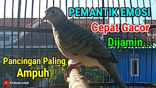 Download lagu Suara Burung Perkutut Pikat Paling Ampuh Untuk Pancingan Agar Cepat Bunyi Gacor Manggung #perkutut mp3 Download lagu Suara Burung Perkutut Pikat Paling Ampuh Untuk Pancingan Agar Cepat Bunyi Gacor Manggung #perkutut mp3