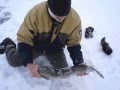 Video Thumbnail for Burbot Mania (fishinggeeks.net)