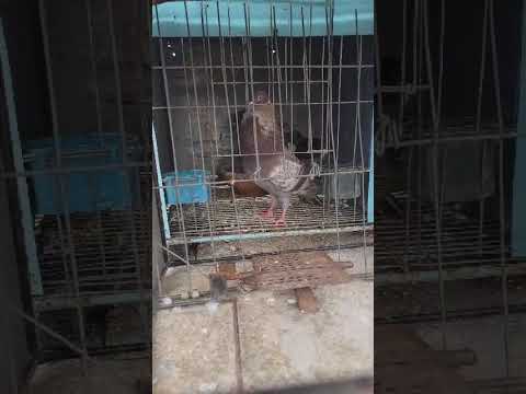 Captura #9 para esta paloma