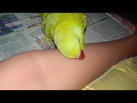 see how my little parrot sleeps😘😘