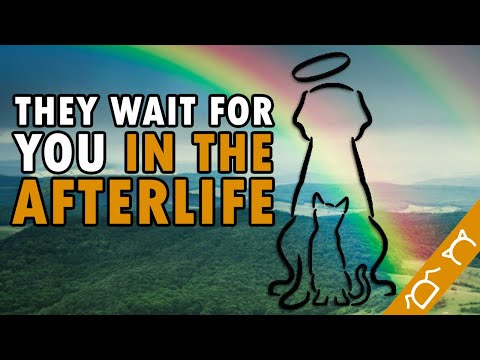 The Rainbow Bridge For Dogs And Cats