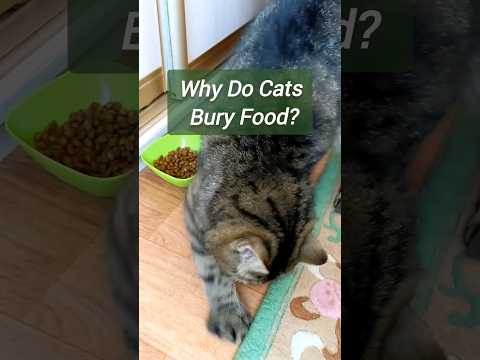 Why Do Cats Bury Food?🤔