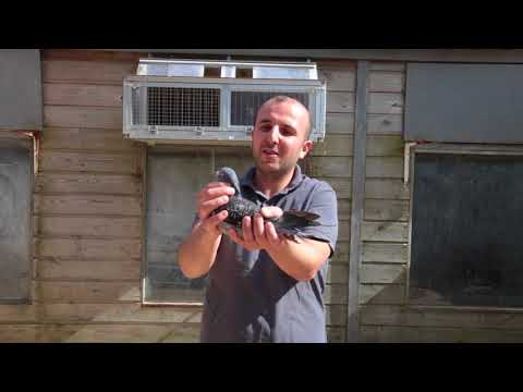 Nationale winnaars ZLU 2016 Perpignan