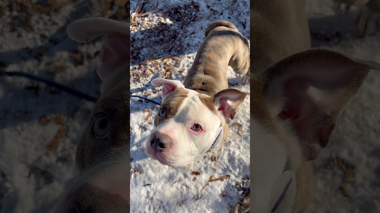 Mighty Mouse , a Adoptable American Staffordshire Terrier in Briarcliff Manor, NY video 3/5