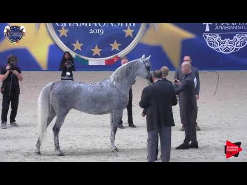 N 54 PRUNELLA   European Championship 2019   4 6 Years Old Mares Class 6