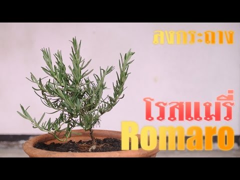ขยายขนาดอวัยวะเพศของตัวเอง วิธีการที่มักสมาชิกเล็ก ๆ น้อย ๆ