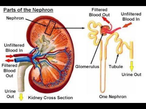 A2 Biology - Kidney