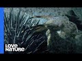 Coral Killing Crown-of-Thorns Starfish Destroyed By Giant Snail