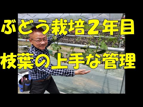 エンドウ豆を植える時期