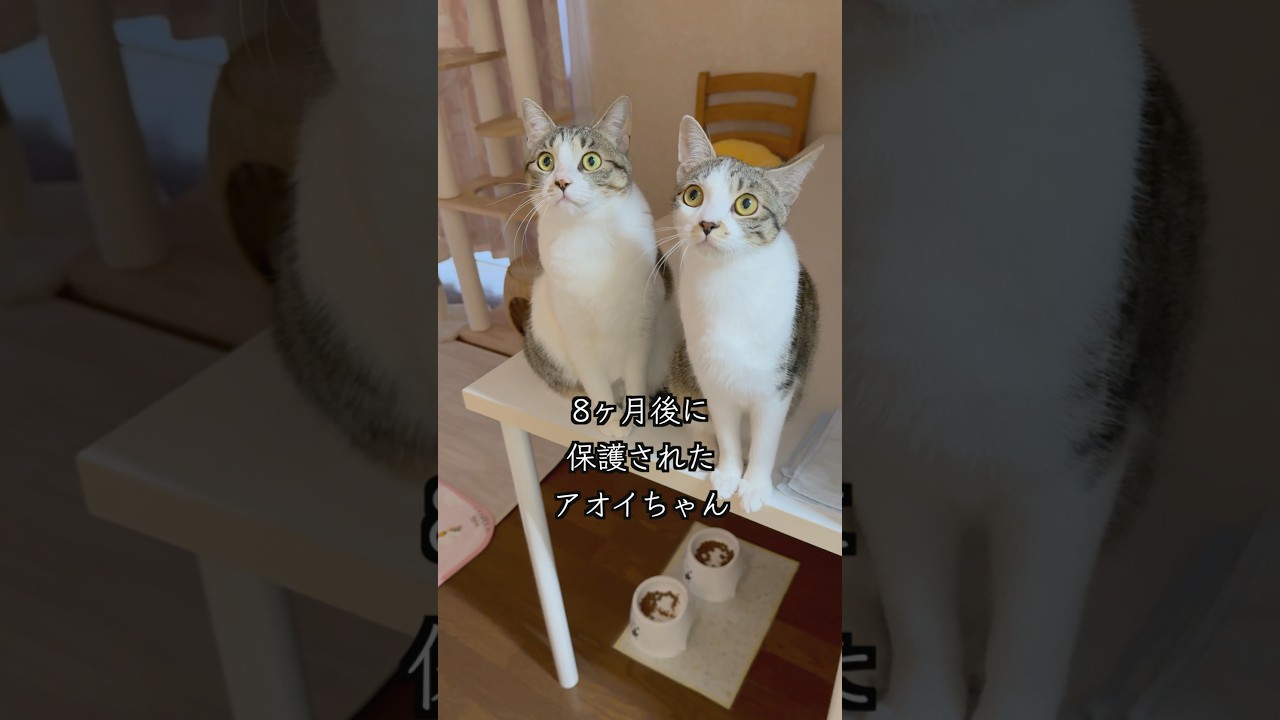 息ピッタリの保護猫姉妹＆心臓疾患の子猫の呼吸数は？🐱 #shorts  #子猫の成長日記 #保護子猫