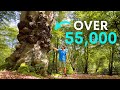 Why Are There So Many Ancient Trees In This London Forest