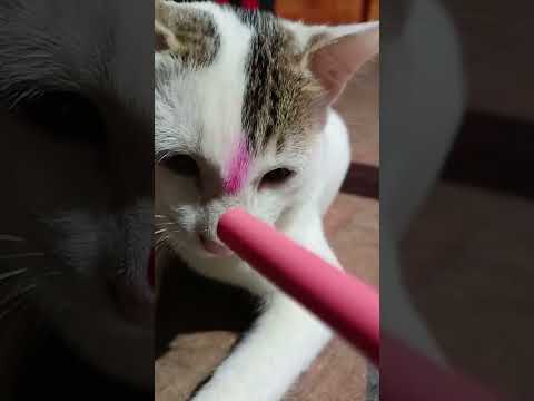 CAT'S WITH CHITU  is live!