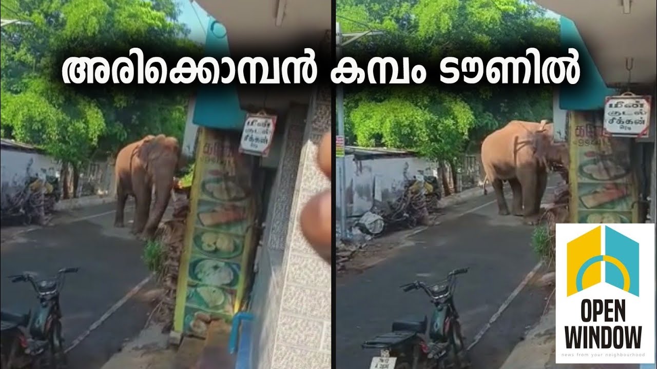 കമ്പം ടൗണിനെ വിറപ്പിച്ച്‌ അരിക്കൊമ്പൻ എത്തി. ഇന്ന് രാവിലെയാണ് കമ്പത്തെ ജനവാസ മേഖലയിൽ എത്തിയത്.