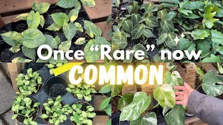😲Wishlist plants FINALLY in stock! 🫢🪴Plant Shopping🪴