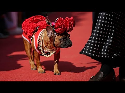 Video Thumbnail: French bulldogs given red carpet welcome at Moscow charity event