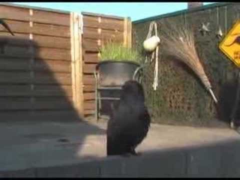download lagu mp3 mp4 Laughing Crow, download lagu Laughing Crow gratis, unduh video klip Laughing Crow
