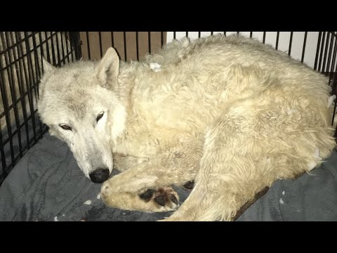 Wolfdog Rescue by Blue Mountain Wolves Sanctuary