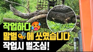 작업하다 말벌에 쏘였습니다. 작업시 벌 조심! | 나무대장