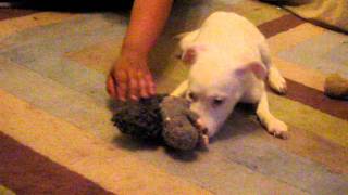 Arwyn: Deaf and a distemper survivor