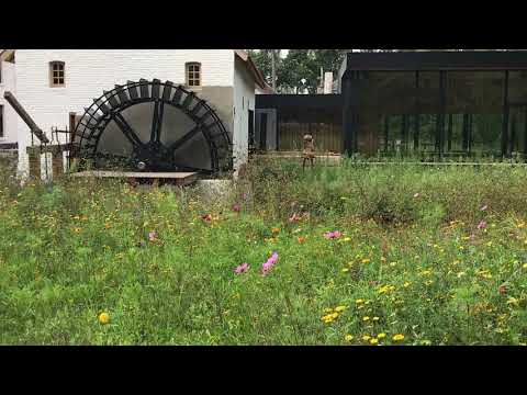 De Volmolen, Opoeteren bij Maaseik