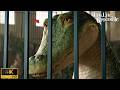 Lyle The Singing Crocodile Captured Emotional Scene 2022