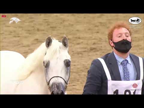 N 181 NABEEL AL RAYYAN   6th Qatar Nat  Arabian Peninsula HS for individual Owners   Stallions 7+ Ye