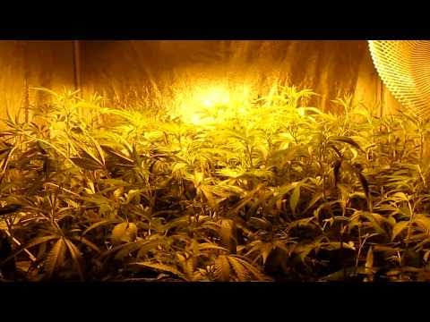 True OG kush Grow - Day 6 flower